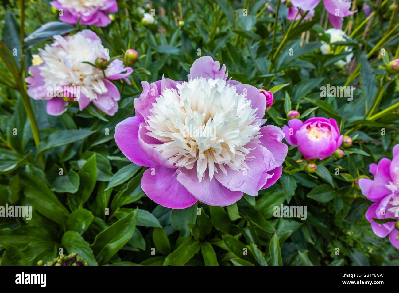 Große, auffällige rosa und weiße Pfingstrosenblumen der 'Bowl of Beauty', die im späten Frühjahr / Frühsommer in einem Garten in Surrey, England blühen Stockfoto