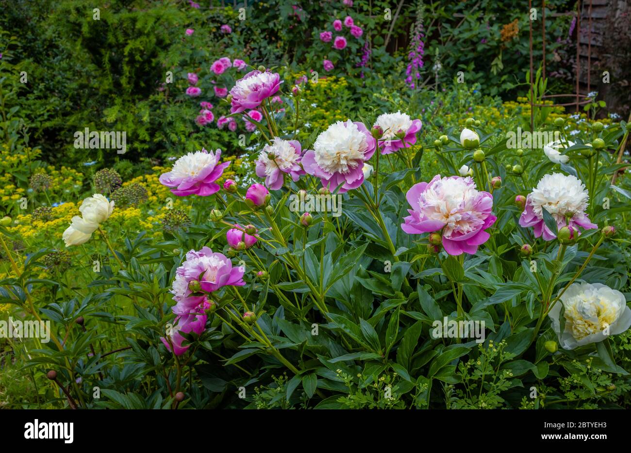 Große, auffällige rosa und weiße Pfingstrosenblumen der 'Bowl of Beauty', die im späten Frühjahr / Frühsommer in einem Garten in Surrey, England blühen Stockfoto