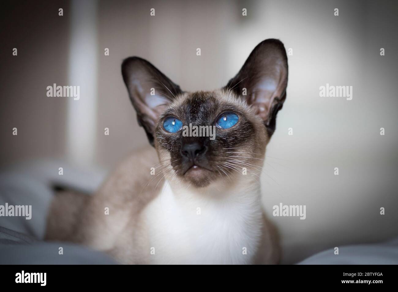Porträt einer siamesischen Katze mit auffallend blauen Augen. Stockfoto