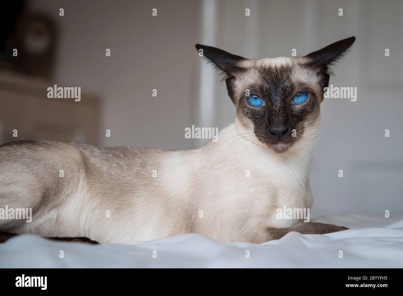 Porträt einer siamesischen Katze mit auffallend blauen Augen. Stockfoto