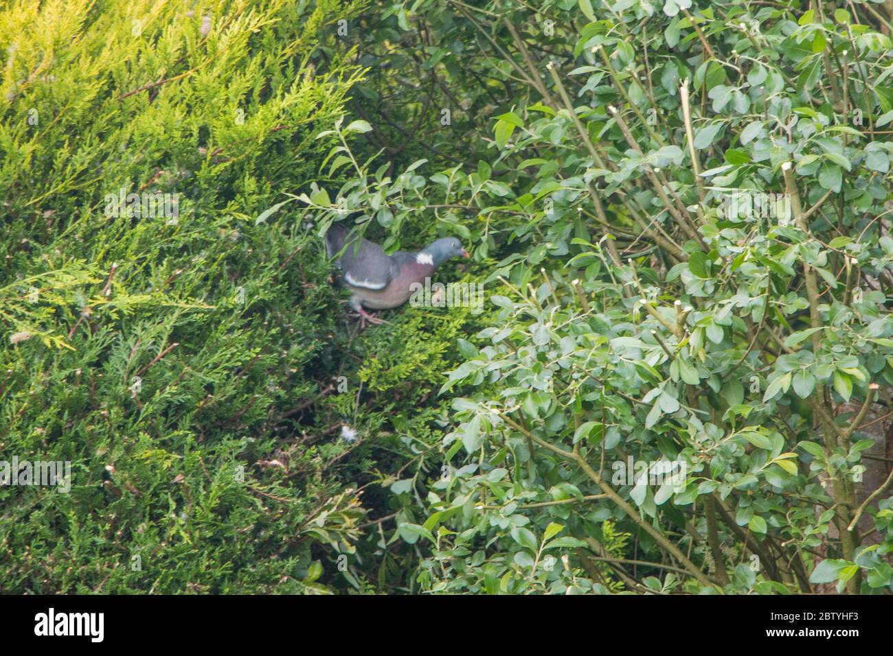 Taube -Columba palumbus- über zu fliegen von seinem Nest, Stockfoto