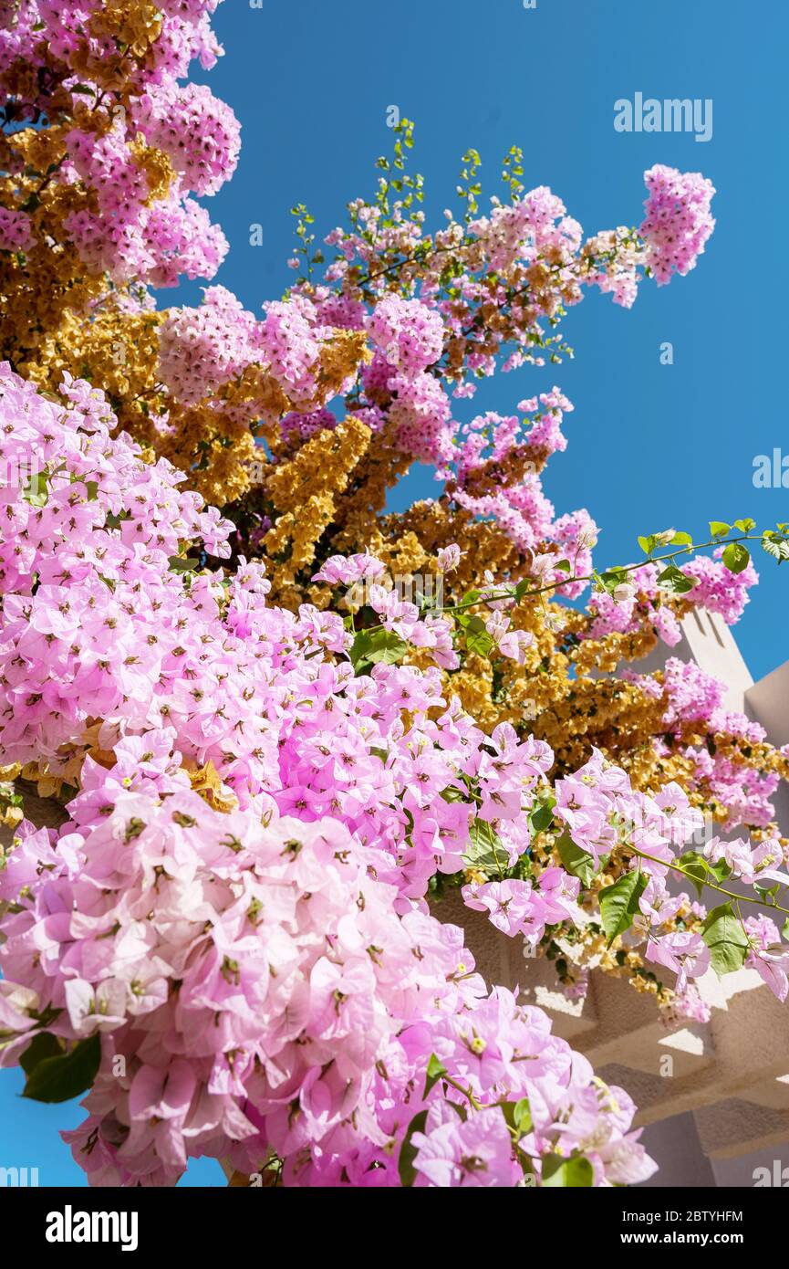 Wunderschöne rosa Blumen, die über einem Bogen auf dem Gelände des Marbella Beach Hotels, Korfu, Griechenland wachsen. Stockfoto