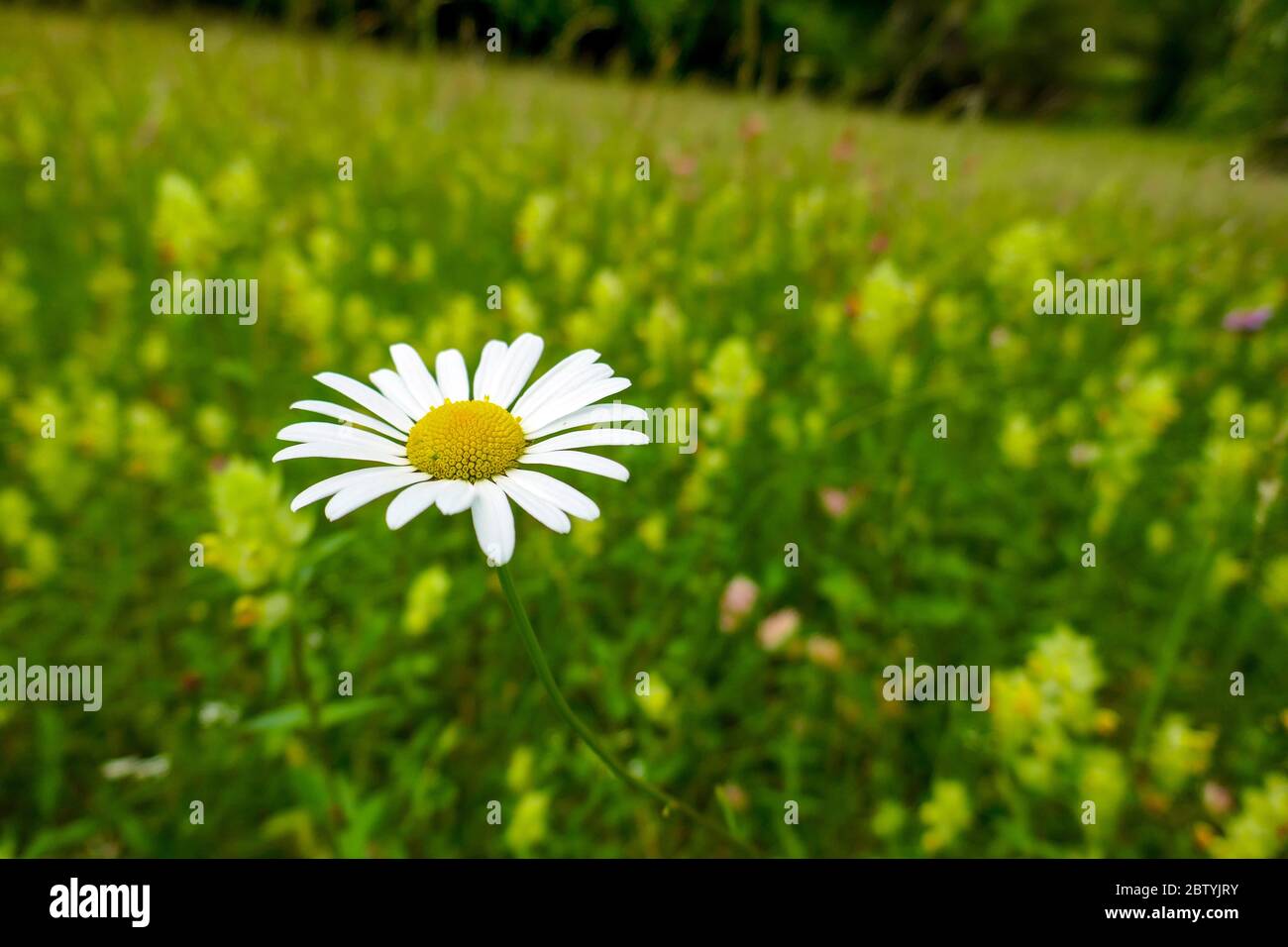 Nahaufnahme von großen Gänseblümchen auf einer Sommerwiese, Ariege, französische Pyrenäen, Pyrenäen, Frankreich Stockfoto