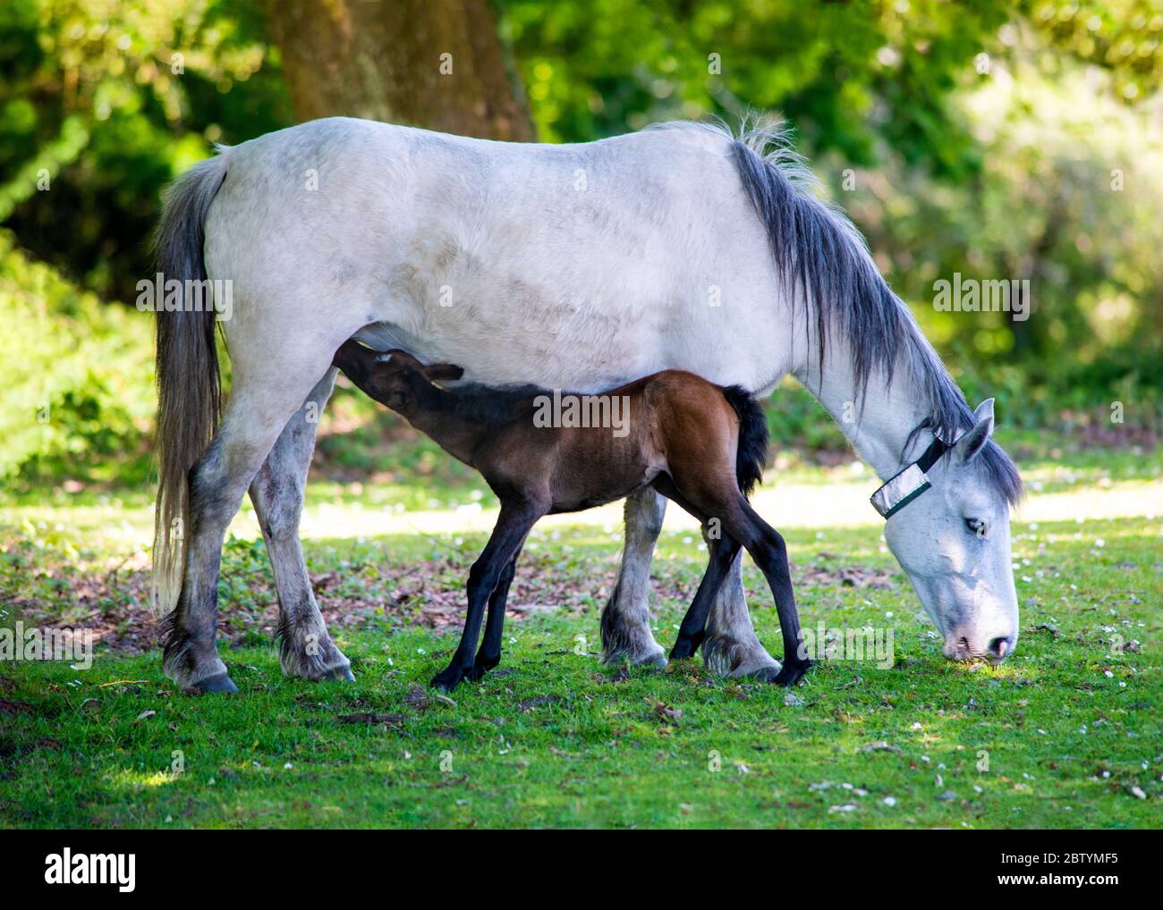 Schöne neu geboren neuen Wald Pony Fütterung von ihrer Mutter unter Bäumen kopieren Raum im Hintergrund Stockfoto