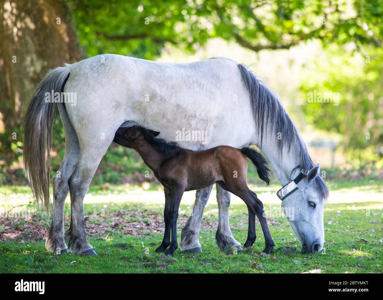 Wild Pony Fohlen säugt von seiner Mutter in den unter Bäumen weißes Pferd trägt einen reflektierenden Kragen in den New Forest Kopie Raum im Hintergrund Stockfoto