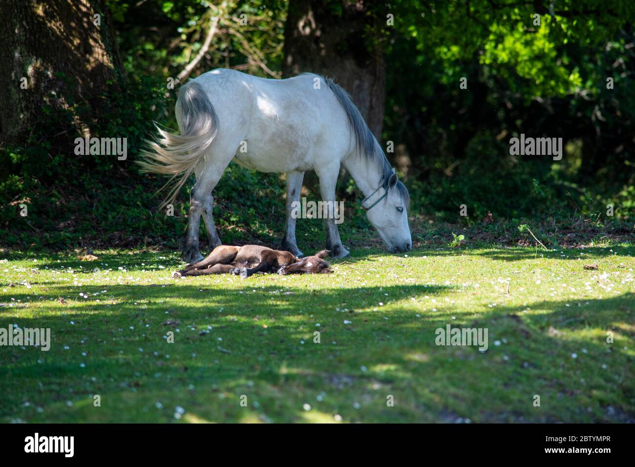 Breites neugeborenes Fohlen, das auf grss in der Sonne von seiner Mutter ruht, die nahe gelegenes weißes Pony füttert, hat einen reflektierenden Kragen Stockfoto