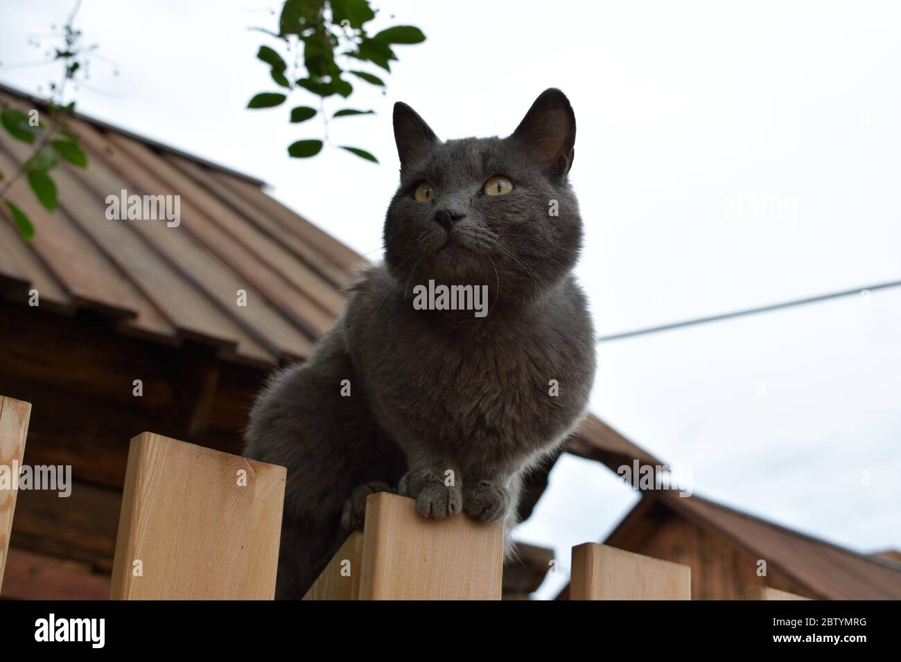 Süße Smoky Cat sitzt auf einem Holzzaun vor einem Dorfhaus Stockfoto