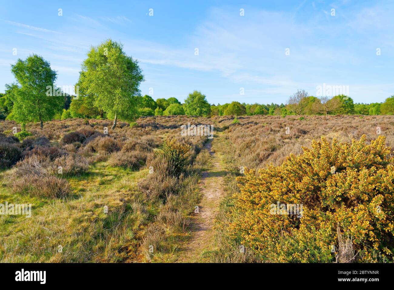 Schmaler Heidewanderweg führt auf dem Weg in Richtung Sherwood Forest an Heidekraut- und blühenden Görsbüschen vorbei Stockfoto