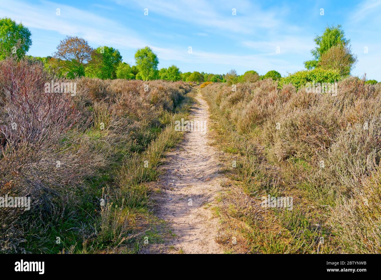 Ein gerader, schmaler Pfad führt zwischen hoher Heide über Barnby Heath zu einem distans Sherwood Forest Stockfoto