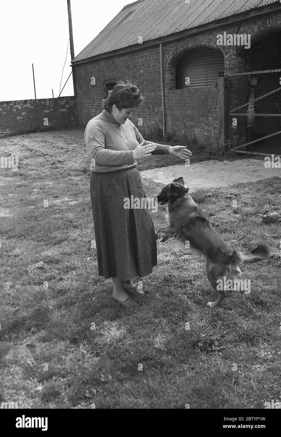 Draußen in einem grasbewachsenen Feld auf einem Bauernhof Zwinger, eine Frau mit einem kleinen Hund spielen, Yorkshire, England, Großbritannien, Mai, 1980er Jahre. Stockfoto