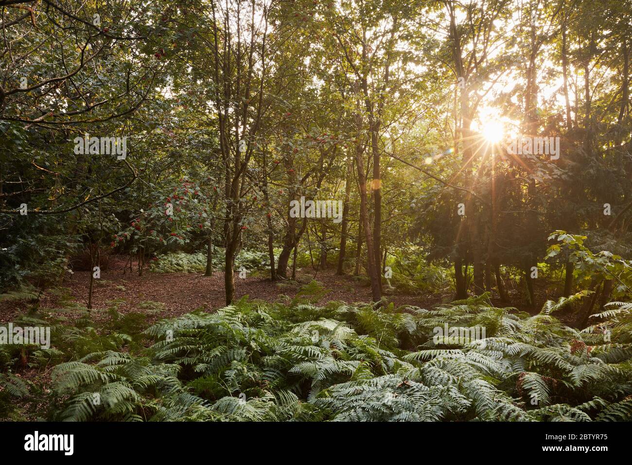 Gerrards Cross Common, Buckinghamshire Stockfoto