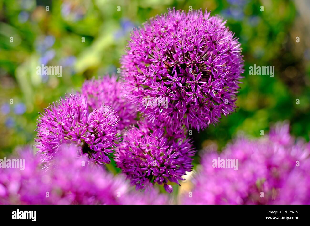 Purple allium hollandicum in englischer Garten, norfolk, england Stockfoto