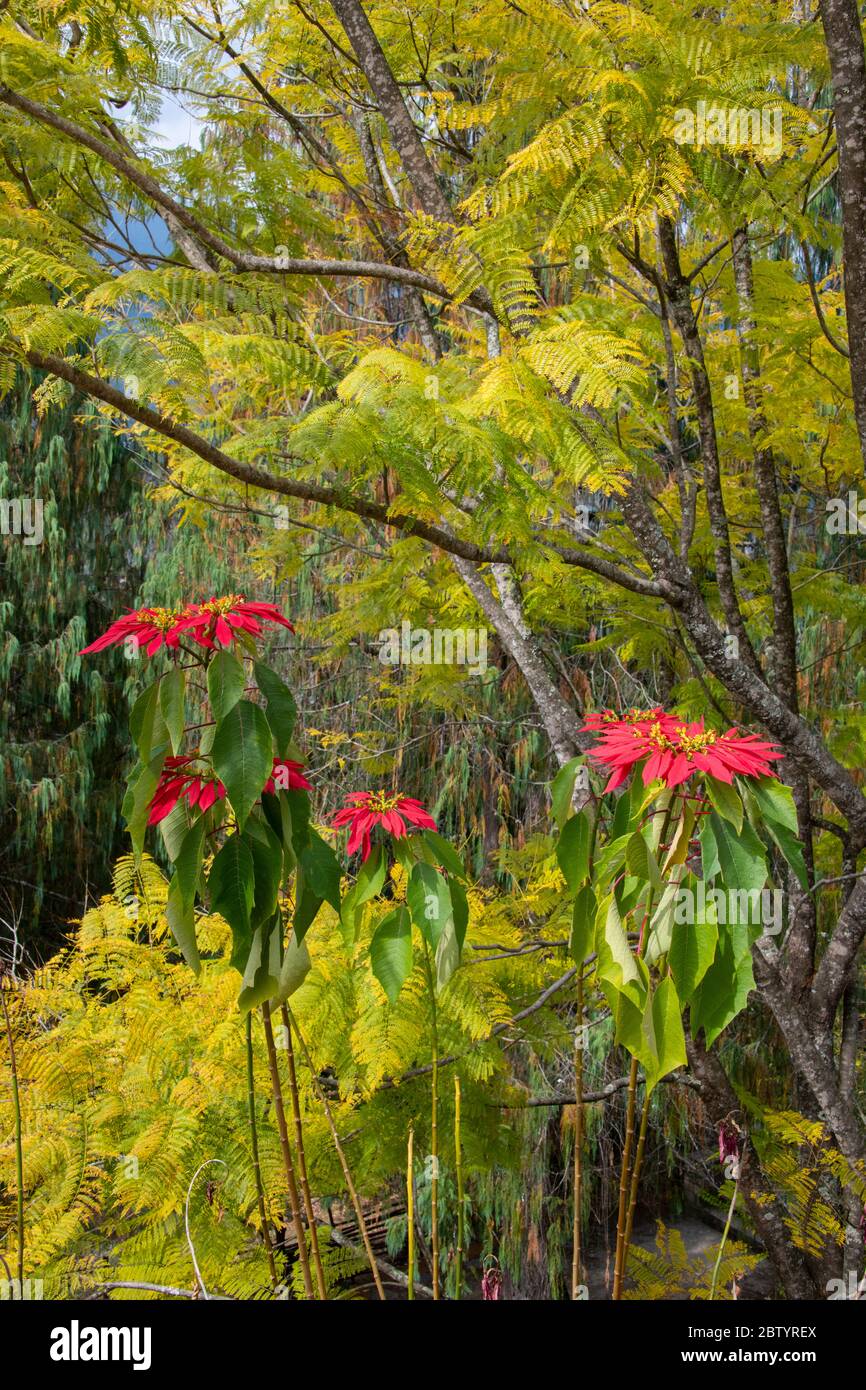 Bhutan, Punakha Bezirk, Yepaisa Dorf. Khamsum Yulley Namgyal Chöten aka Nyizergang Chöten und Punakha Zangdopelri. Tempelgarten mit Weihnachtsstern Stockfoto