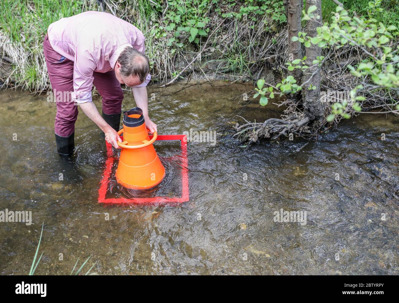 28. Mai 2020, Sachsen, Bad Brambach: Wolfram Günther (Grüne), Umweltminister des Landes Sachsen, schaut sich wilde Flussperlmuscheln im Raunerbach an. Mehr als 1300 Tiere, von denen einige die Größe der Handfläche haben, werden in den nächsten Wochen in ausgewählten Bächen im Vogtland ihren neuen Lebensraum finden. Die Population alter Muscheln aus natürlicher Fortpflanzung wird heute auf weniger als 250 geschätzt. Die Flussperlenmuschel (Margaritifera margaritifera) kann mehr als 100 Jahre leben und bis zu 15 Zentimeter lang werden. Es hat eine dickwandige, fast schwarze Schale. Die Weichtiere machen Stockfoto