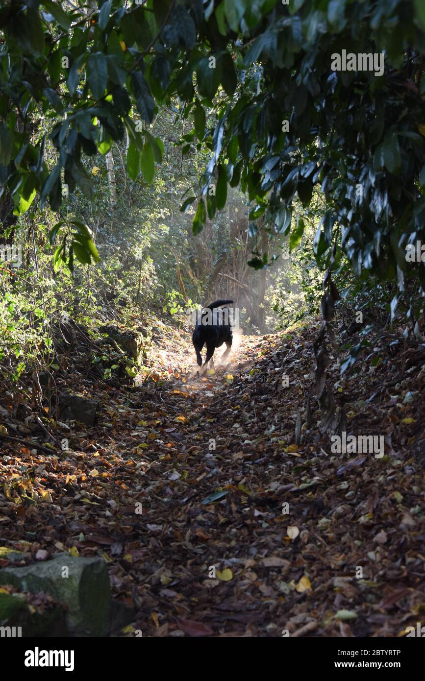 Alte schwarze Labrador Hund zu Fuß auf einem Landweg mit Blättern in der Morgensonne mit Bäumen über dem Kopf bedeckt. Stockfoto