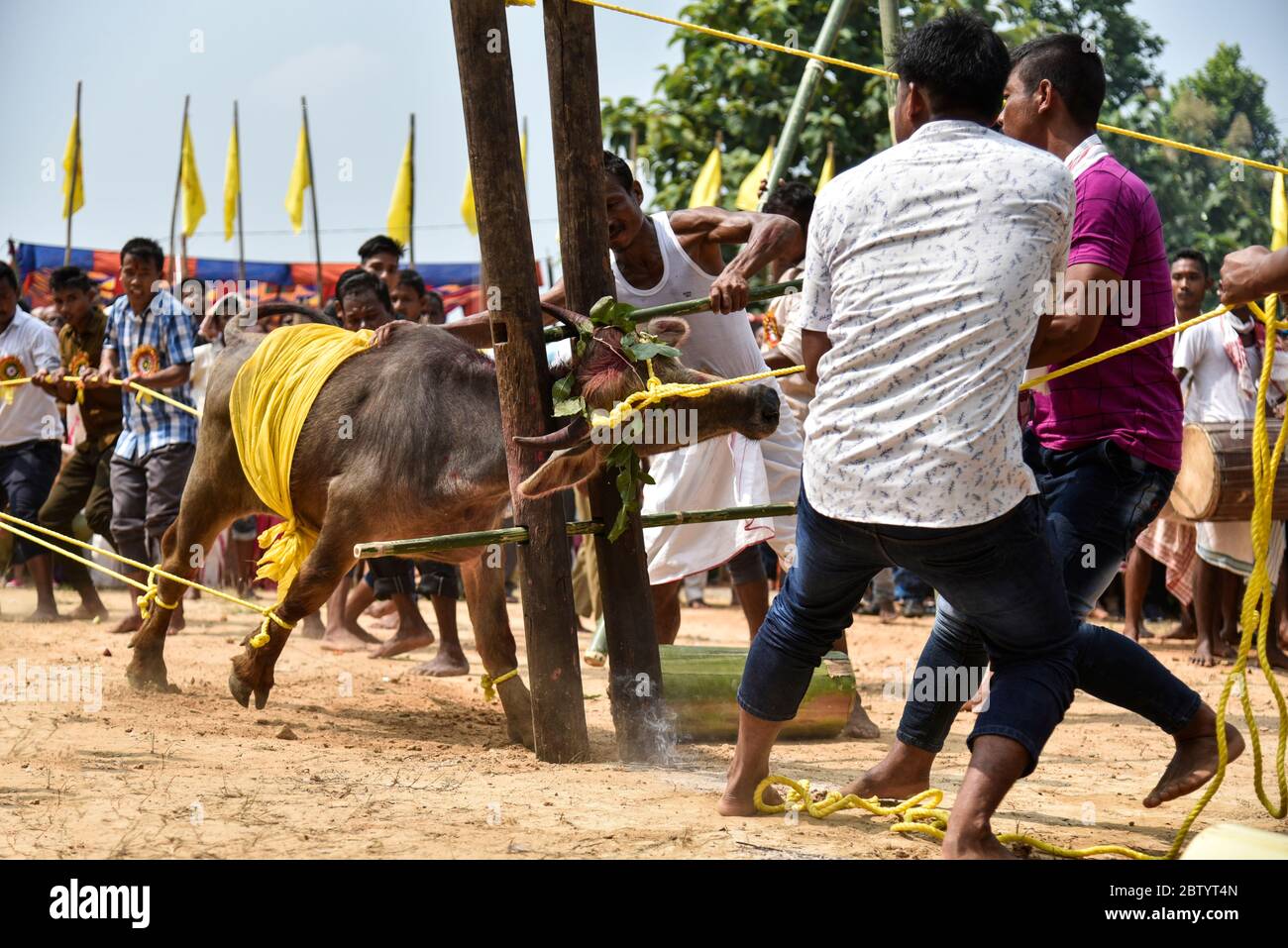 INDIEN: Die Kreatur bockt und wirft, versucht, seinem grausamen Ende zu entkommen. GRAUSAME Fotos zeigen rücksichtslose Menschenmengen, die um Blut buffalos br Stockfoto