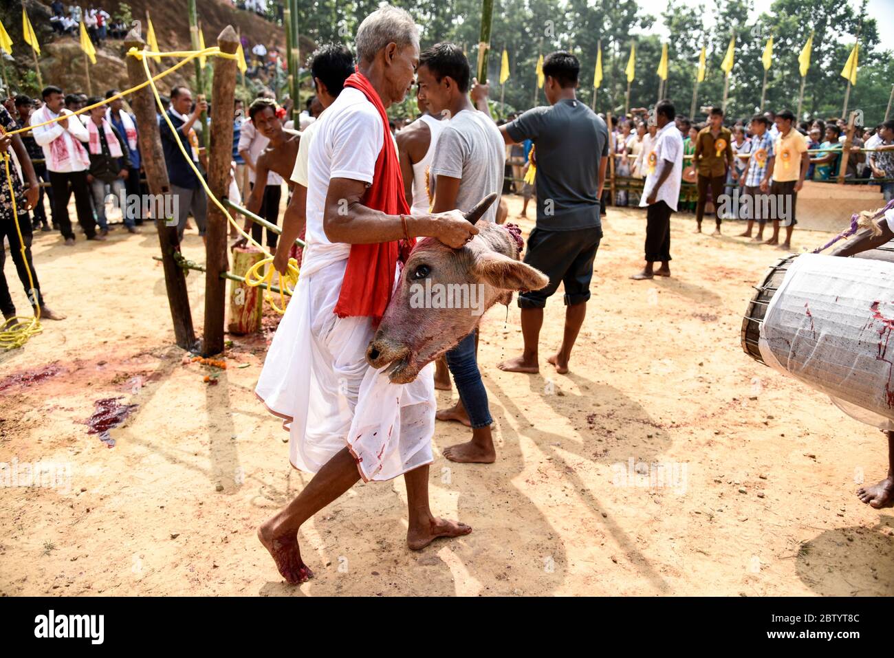 INDIEN: Ein enthaupteten Kopf wird von der Arena weggetragen. GRAUSAME Fotos zeigen rücksichtslose Menschenmengen, die um Blut buhlten, während Büffel brutal geschlachtet werden Stockfoto