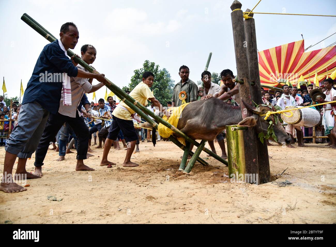 INDIEN: Das Tier wird nur Sekunden von seiner Enthauptung entfernt in Position gebracht. GRAUSAME Fotos zeigen rücksichtslose Menschenmengen, die als Büffel um Blut buffeln Stockfoto