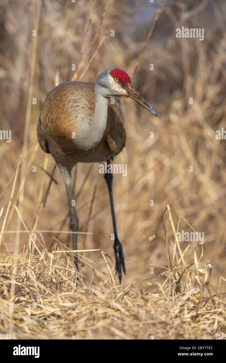 Sandhill Crane in Nordwisconsin. Stockfoto