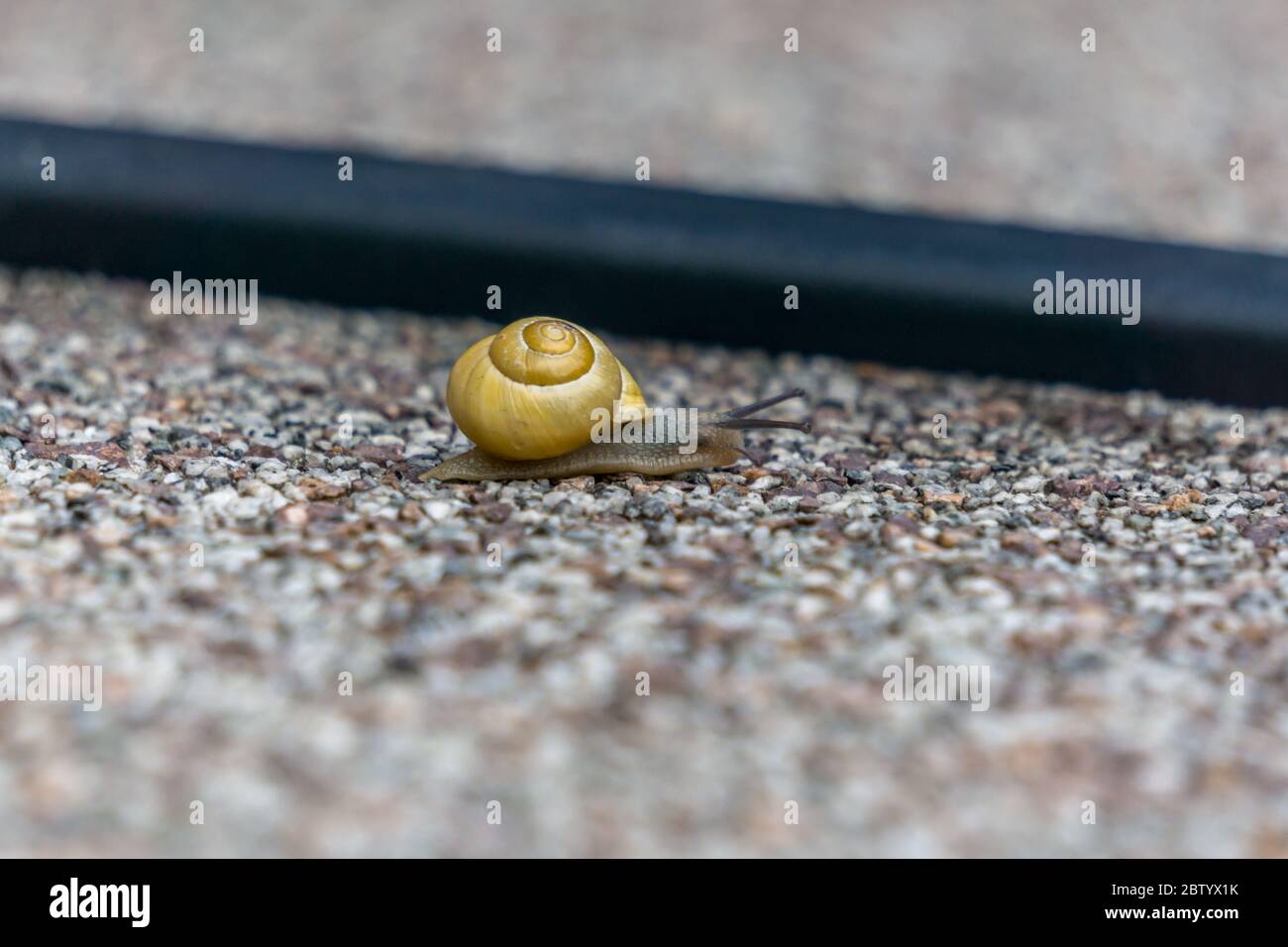 Eine Schnecke auf einer Pflastersteinplatte im Garten in niederbayern Stockfoto