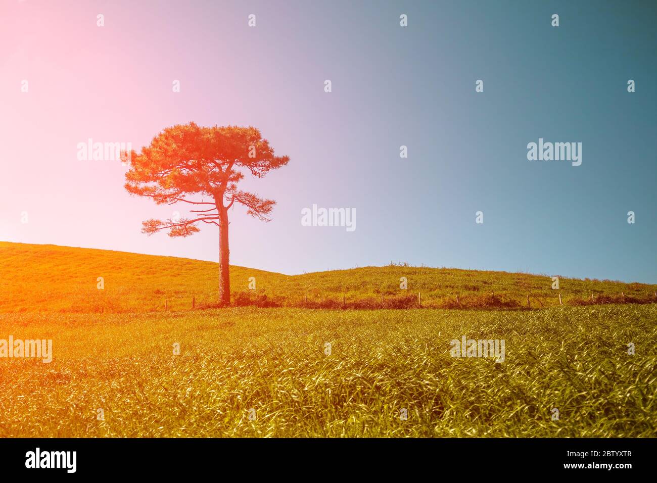 Einbeinige Kiefer auf einem Hügel mit grünem Gras bedeckt. Schöne frische Natur an einem sonnigen Frühlingstag Stockfoto