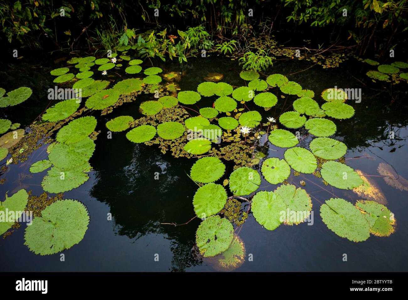 Seerosenpads auf der Oberfläche von Rio Chagres, Soberania Nationalpark, Republik Panama. Stockfoto