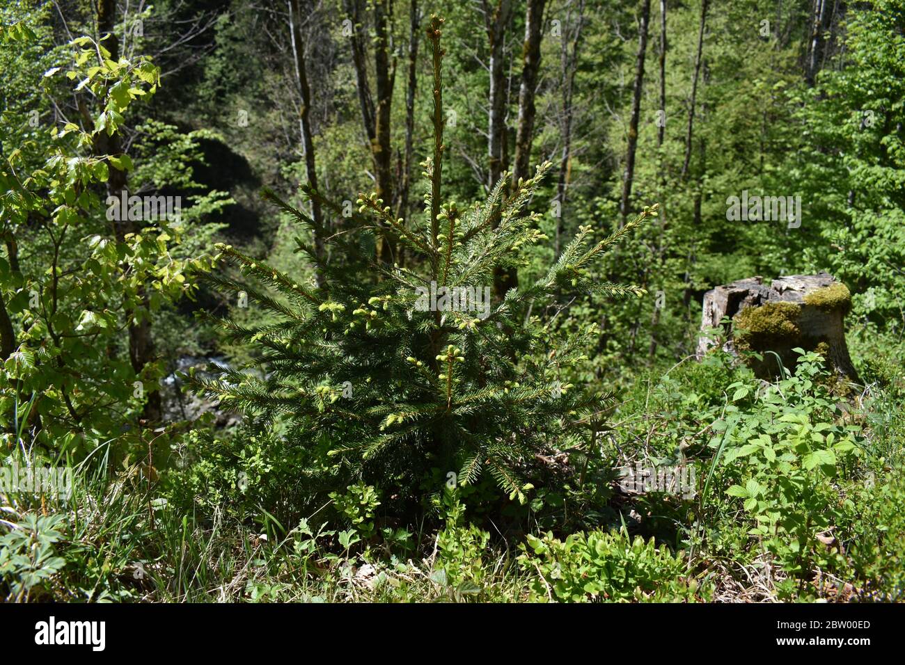 Grüne Natur in der Schweiz Stockfoto