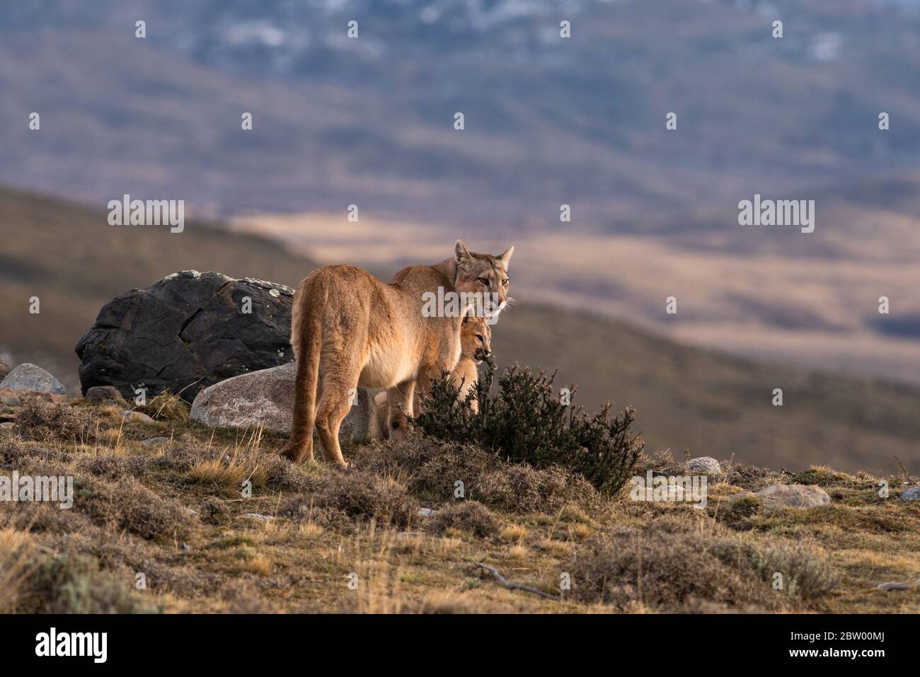 Ein Puma (Puma concolor) mit seinem Jungen in der Nähe von Torres del Paine, Chile. Stockfoto