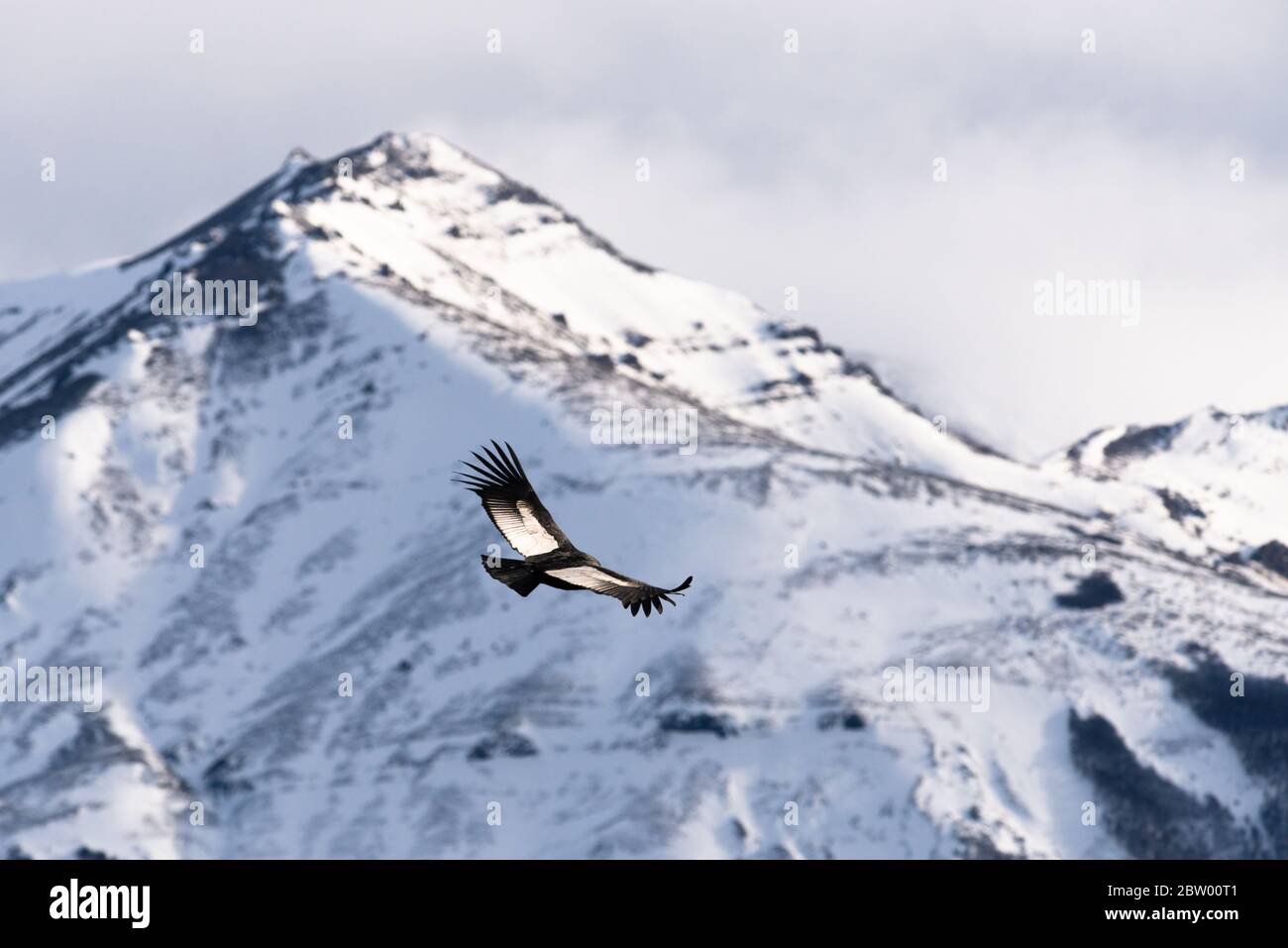 Ein erwachsener Andenkondor (Vultur gryphus), der mit den verschneiten Anden im Hintergrund fliegt Stockfoto