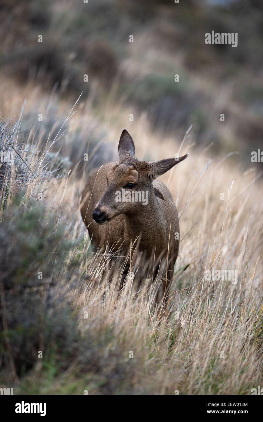 Ein Huemuler Hirsch (Hippocamelus bisulcus) aus Torres del Paine, Chile. Stockfoto