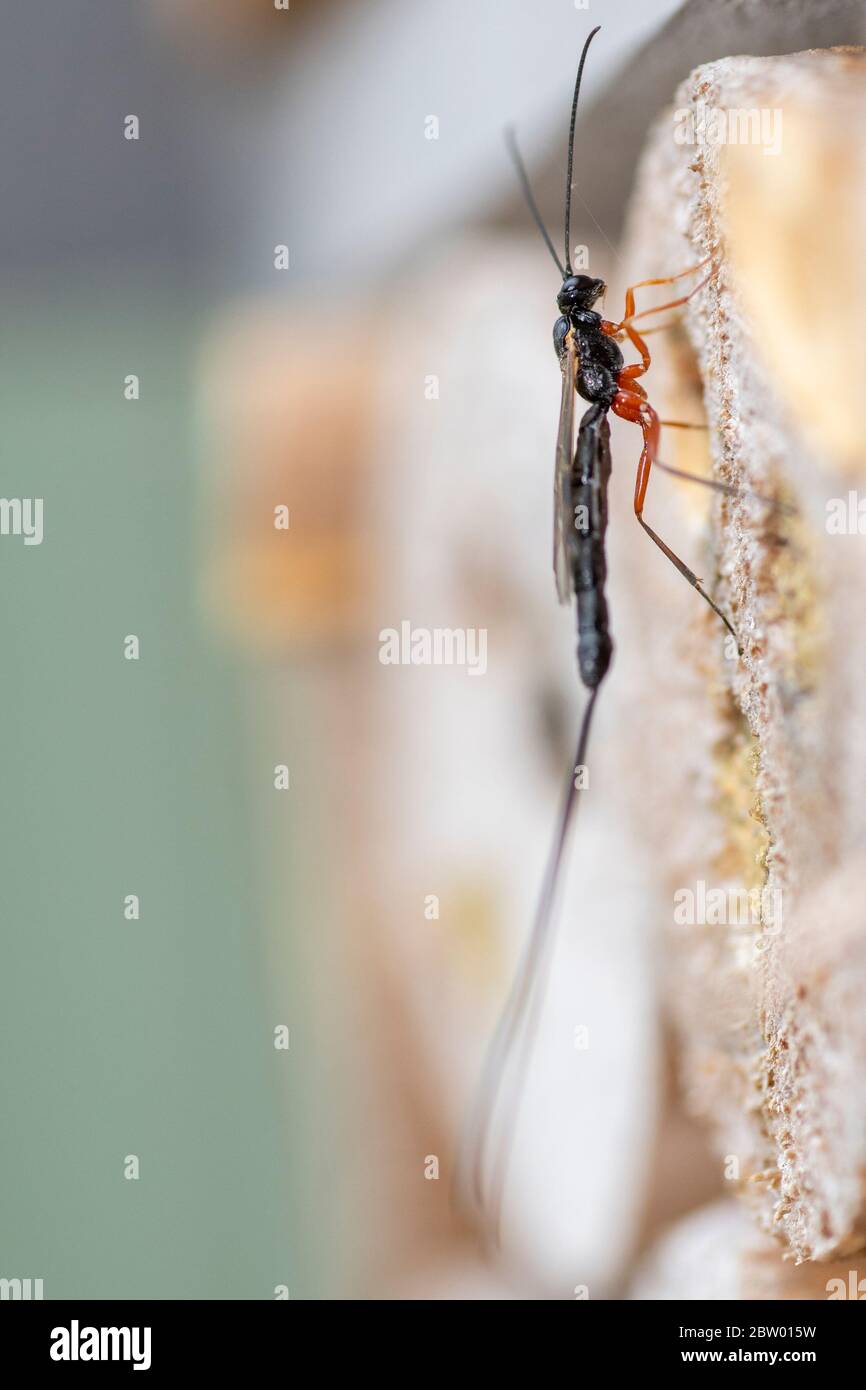 Weibchen Ephialtes Manifest parasitäre Wespe auf der Suche nach einsamen Biene oder Wespennest Eier in zu legen. Stockfoto