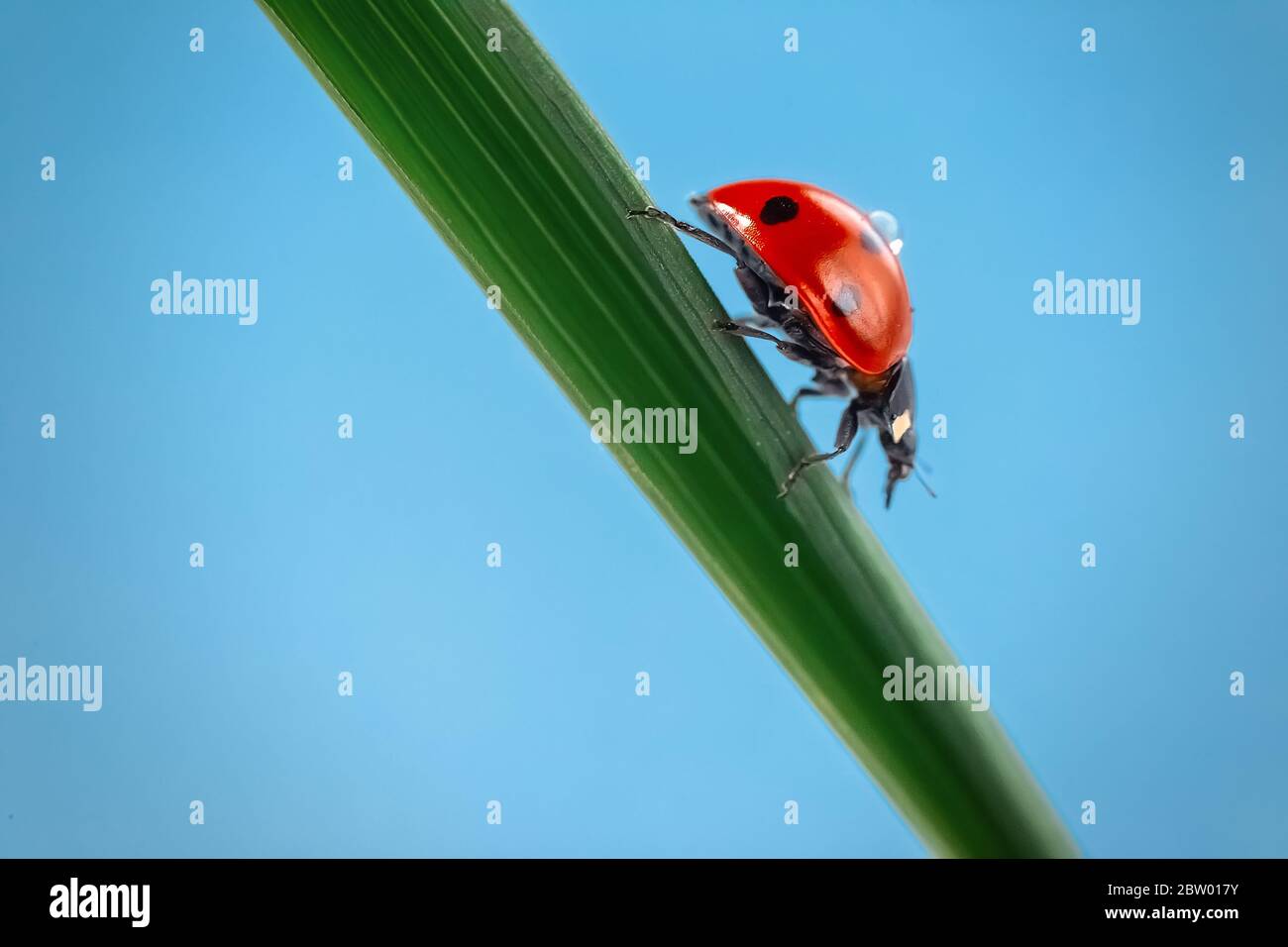 Schön roter Marienkäfer auf grünem Gras kriecht hinunter. Blauer Hintergrund. Kopierraum . Nahaufnahme. Horizontal Stockfoto