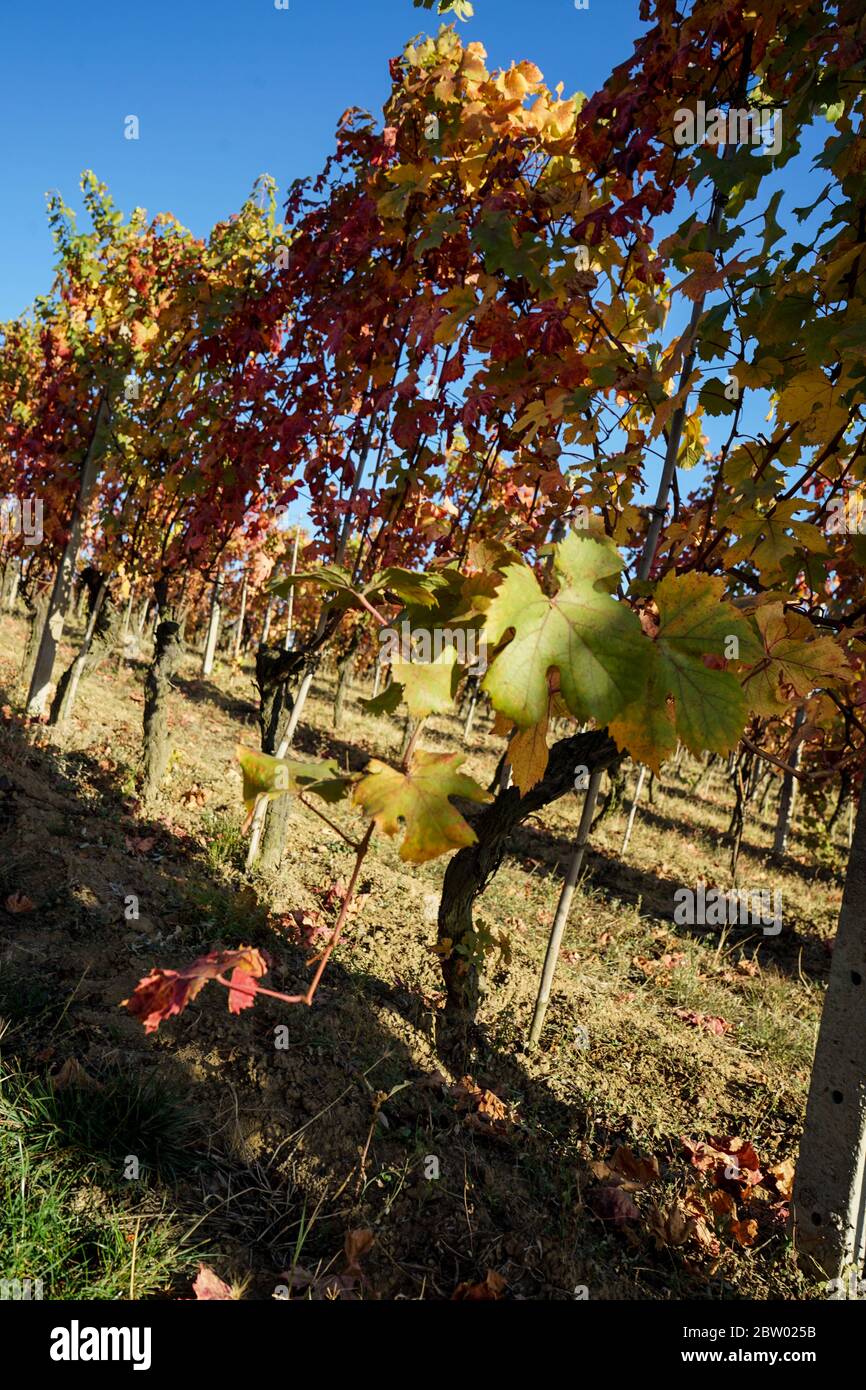 Die Weinberge der Langhe, Piemont - Italien Stockfoto