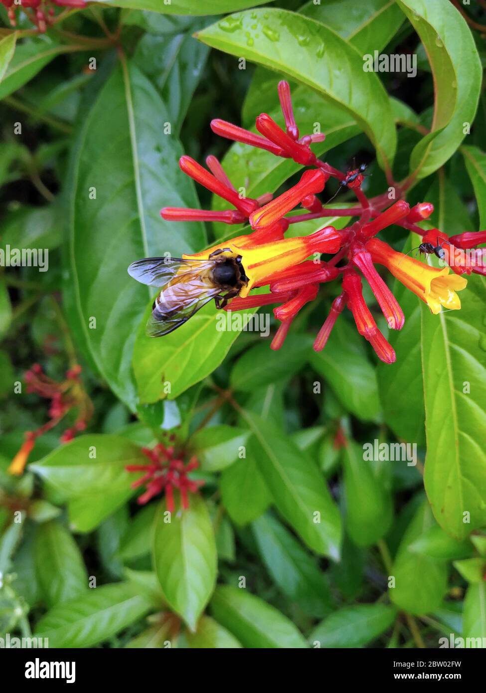 Honigbiene sammelt Nektar aus Blüten Stockfoto