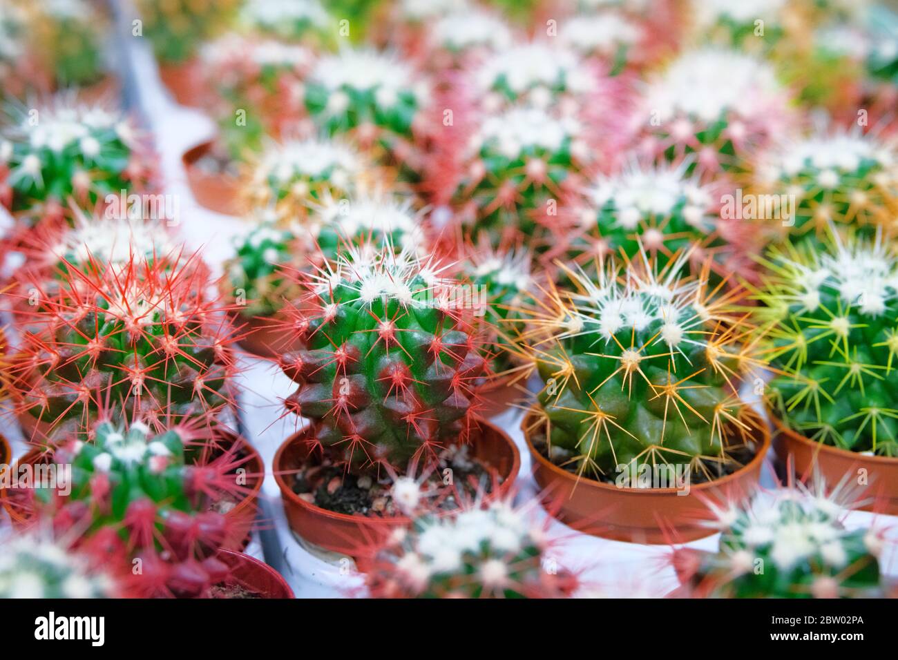 Viele grüne und rote Kaktuspflanzen mit Stacheln in kleinen Töpfen im Gartengeschäft. Kaktus im Laden verkauft. Stockfoto