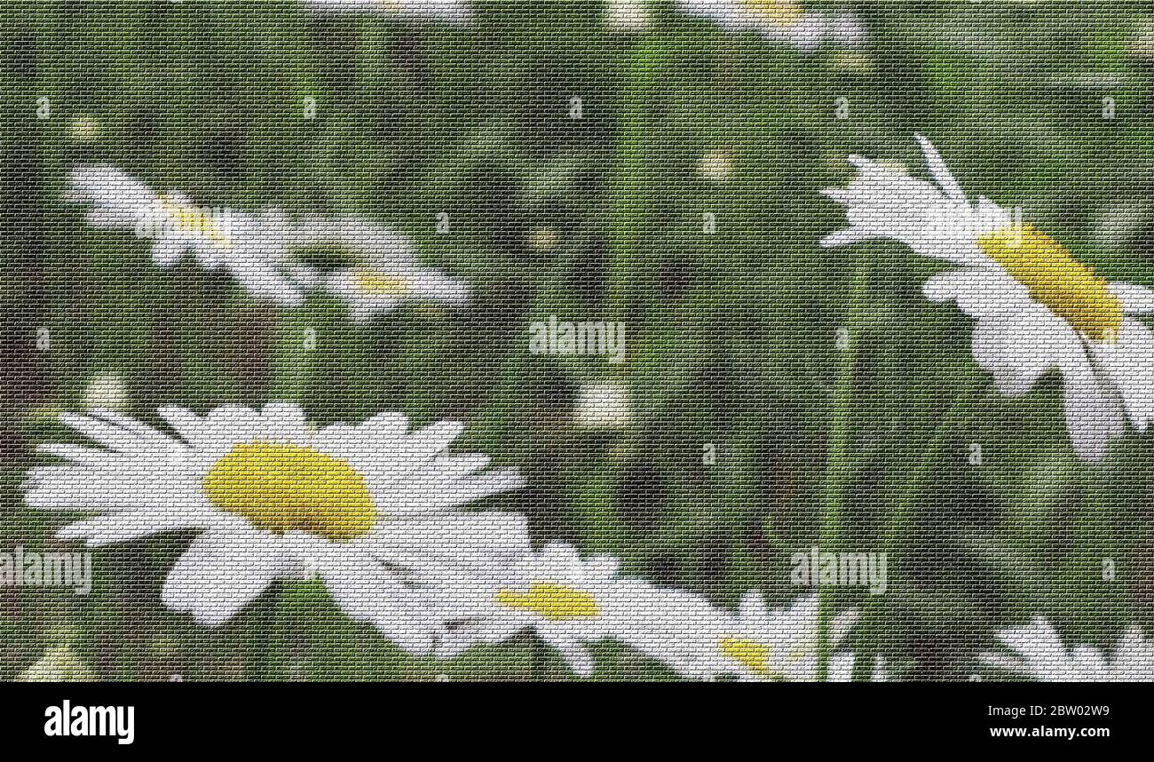 Ein Feld von Gänseblümchen mit einem texturierten Effekt Leinwand, Konzept für den Frühling, Einfachheit, Neuanfänge, Hintergrund Grafik Stockfoto