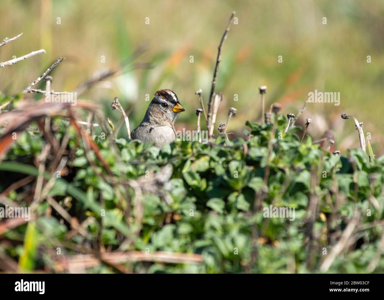 Weißkronensperrow, Zonotrichia leucophrys, an der Pazifikküste in Sonoma County, Kalifornien Stockfoto