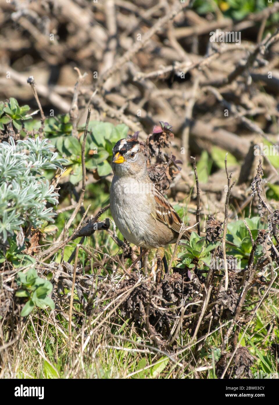 Weißkronensperrow, Zonotrichia leucophrys, an der Pazifikküste in Sonoma County, Kalifornien Stockfoto