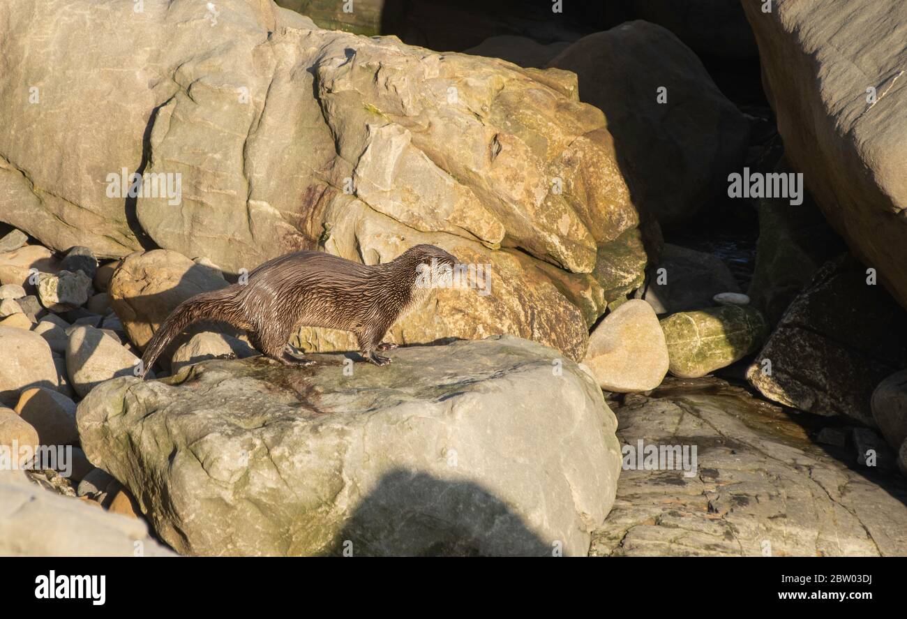 River Otter, Lutra canadensis, an der Pazifikküste in Sonoma County, Kalifornien. Stockfoto