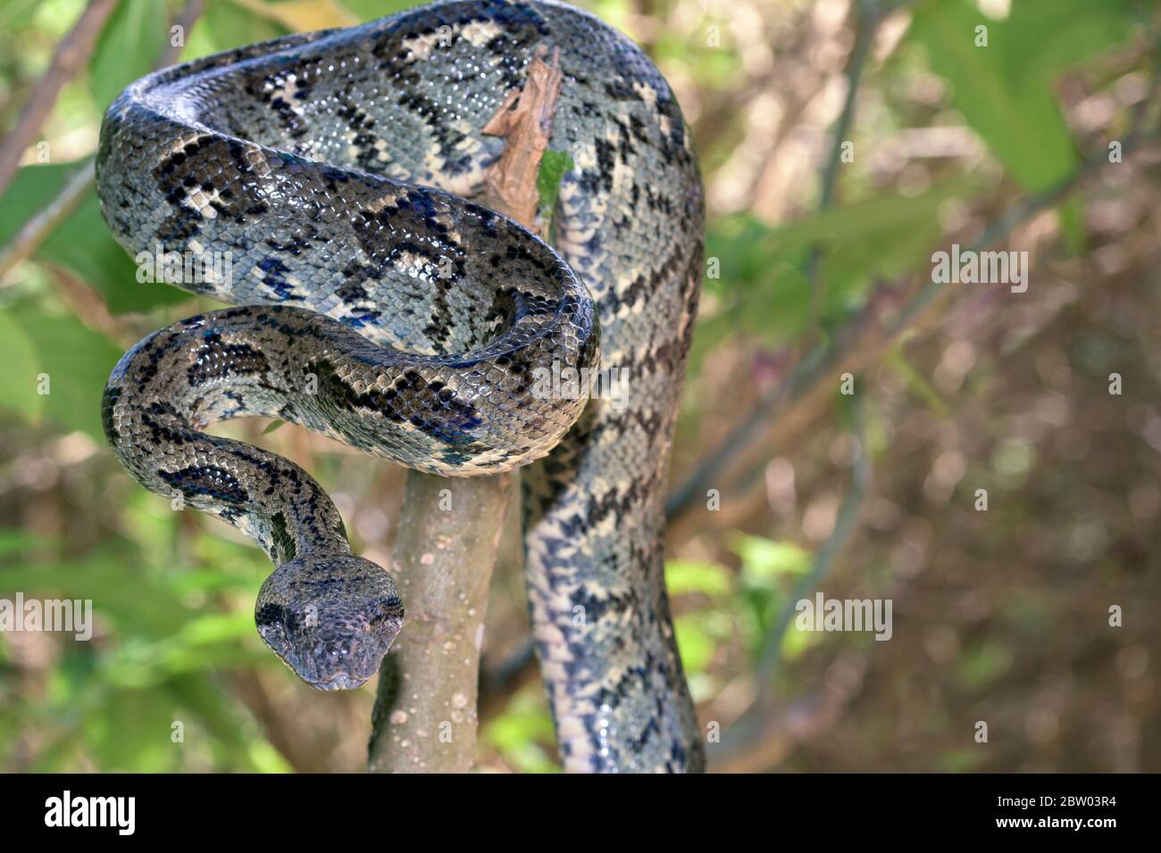 Madagaskar-Baumboa - Sanzinia madagascariensis - im tropischen Regenwald Madagaskars Stockfoto