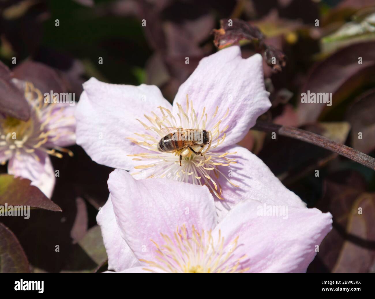 Honigbienen sammeln von pollen Stockfoto