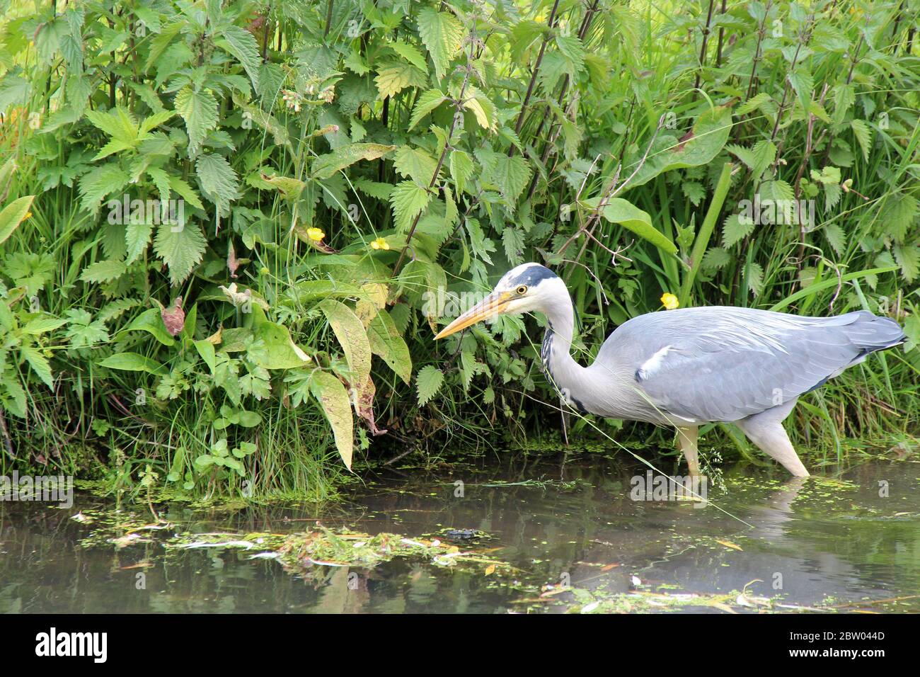 heron in lille (frankreich) Stockfoto