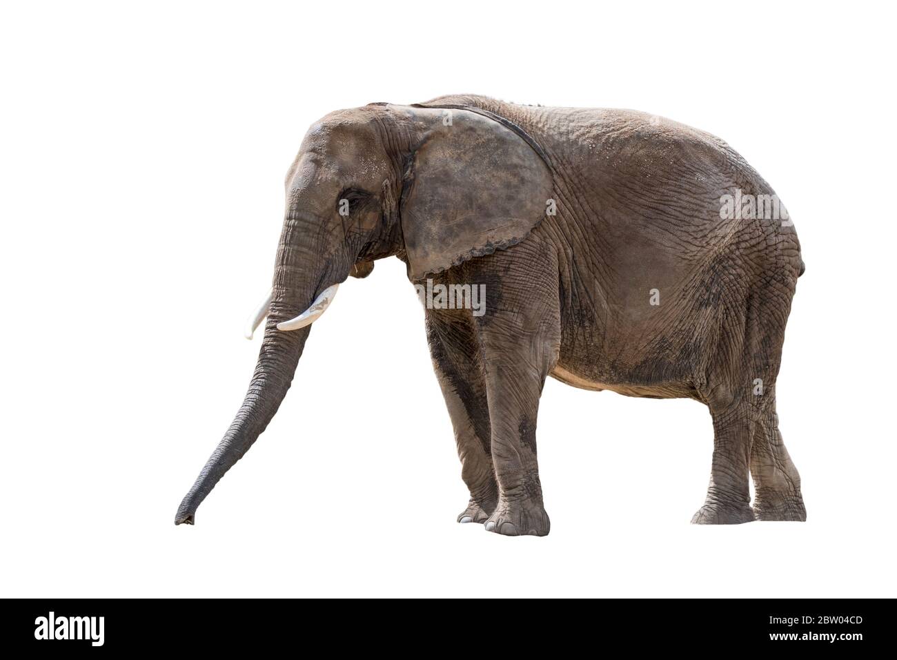 Afrikanischer Buschelefant / Afrikanischer Savannenelefant (Loxodonta africana) vor weißem Hintergrund Stockfoto