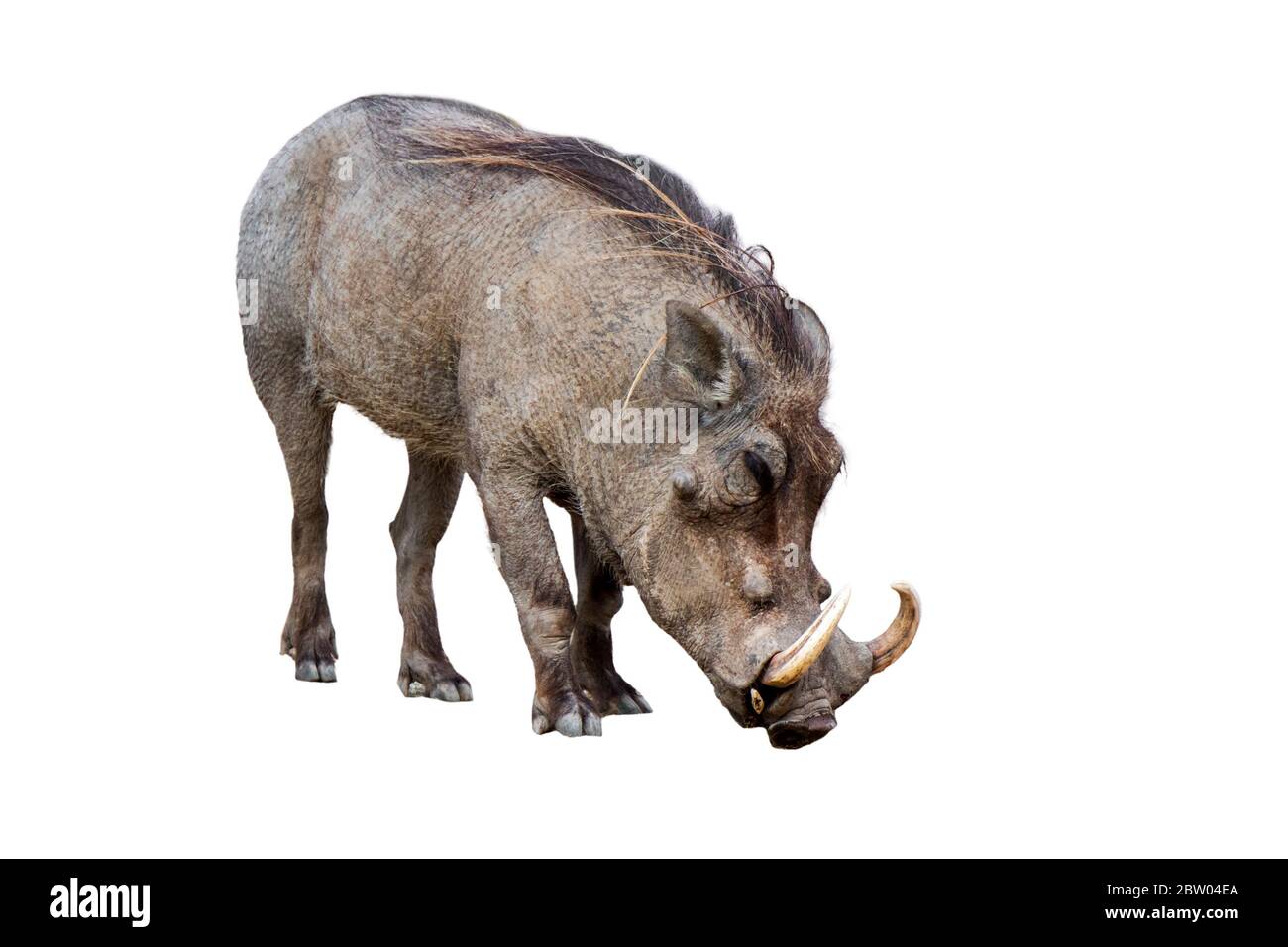 Gewöhnlicher Warzenschwein (Phacochoerus africanus) mit riesigen Stoßzähnen vor weißem Hintergrund Stockfoto