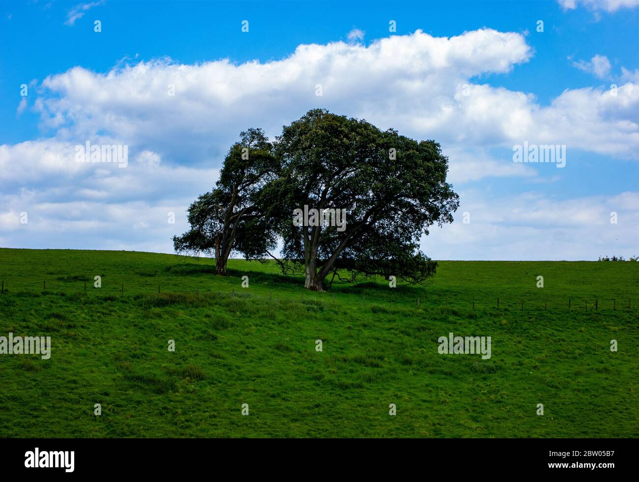 Baum in der Mitte eines Feldes Stockfoto