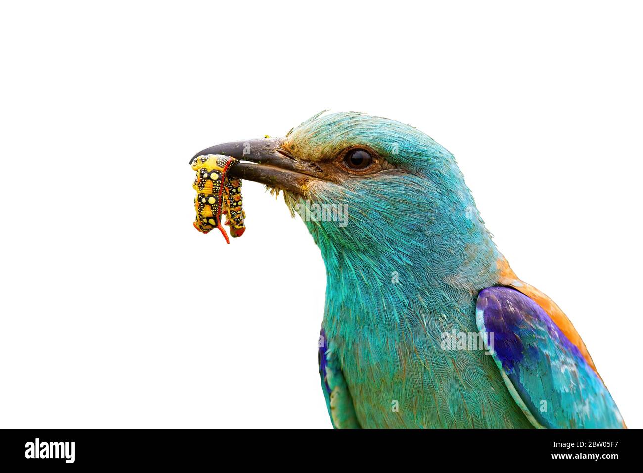 Nahaufnahme einer europäischen Walze, die ein buntes Maden im Schnabel auf Weiß isoliert hält Stockfoto