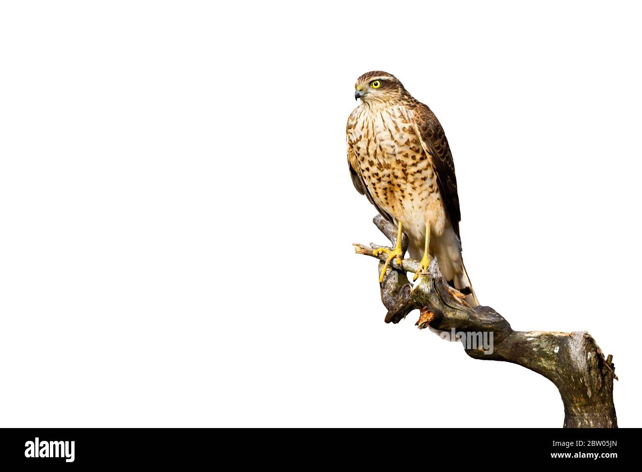 Aufmerksamer eurasischer Sparrowhawk, der auf einem Ast auf Weiß isoliert sitzt Stockfoto