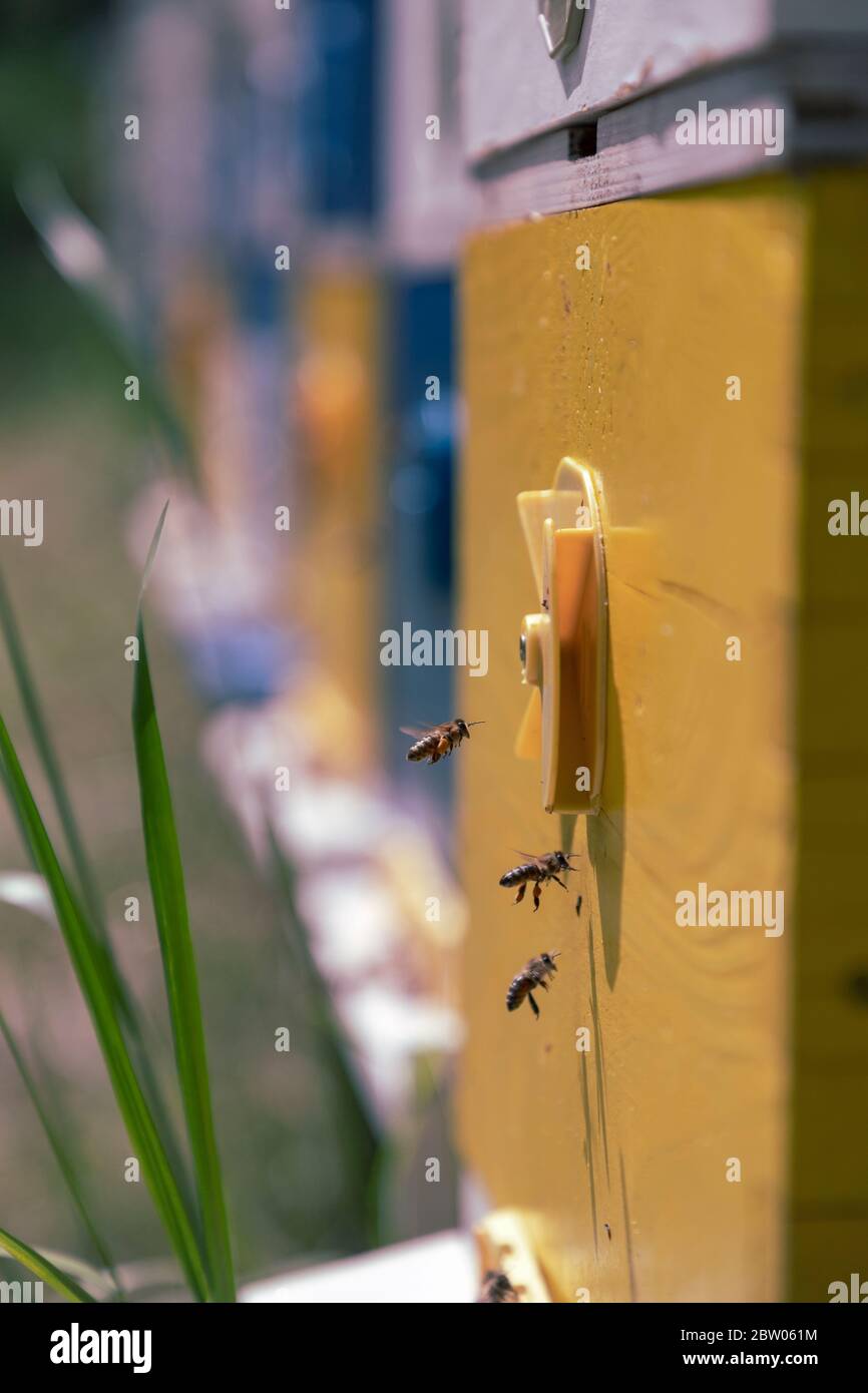 Nahaufnahme der Honigbienen (APIs mellifera), die in den Bienenstock eintreten Stockfoto