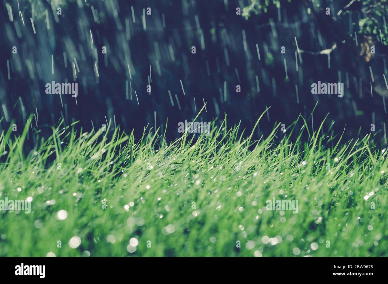 Blätter aus grünem Gras mit glänzenden Wassertropfen bedeckt Stockfoto