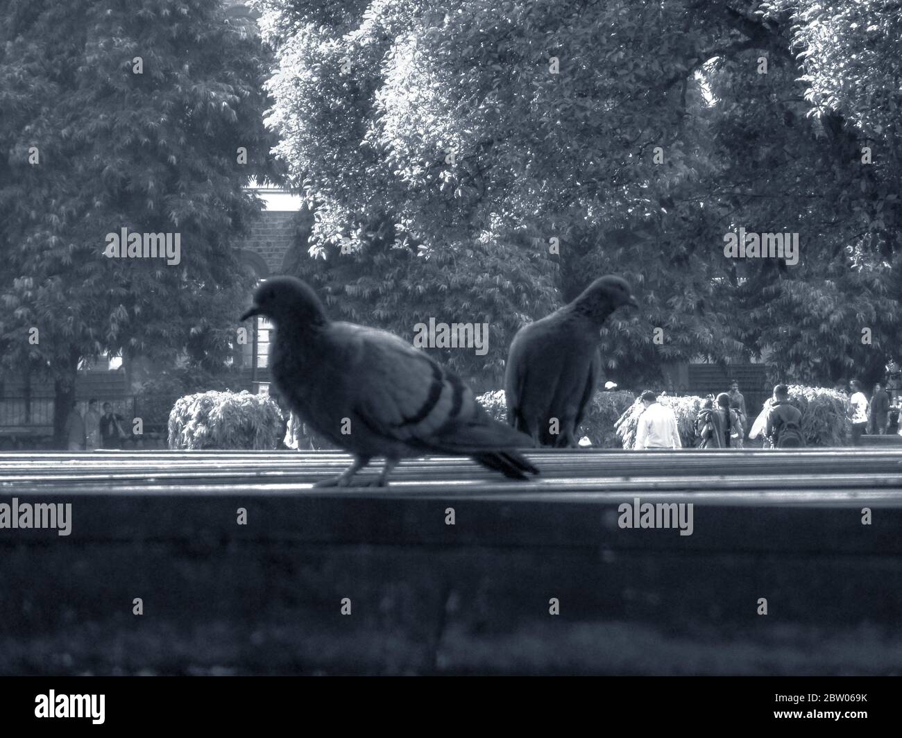 Graue Taube Paar auf der Straße auf der Suche nach Nahrung oder Wasser schwarz und weiß Stockfoto